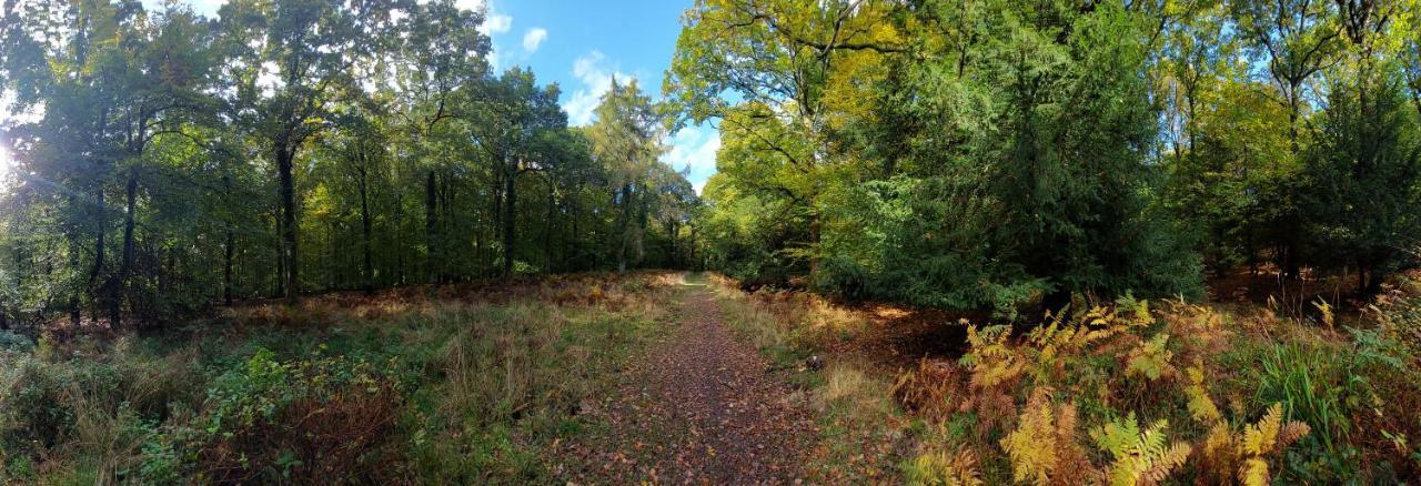 Whitecroft The Beehive - Self Catering In The Heart Of The Forest Of Dean מראה חיצוני תמונה
